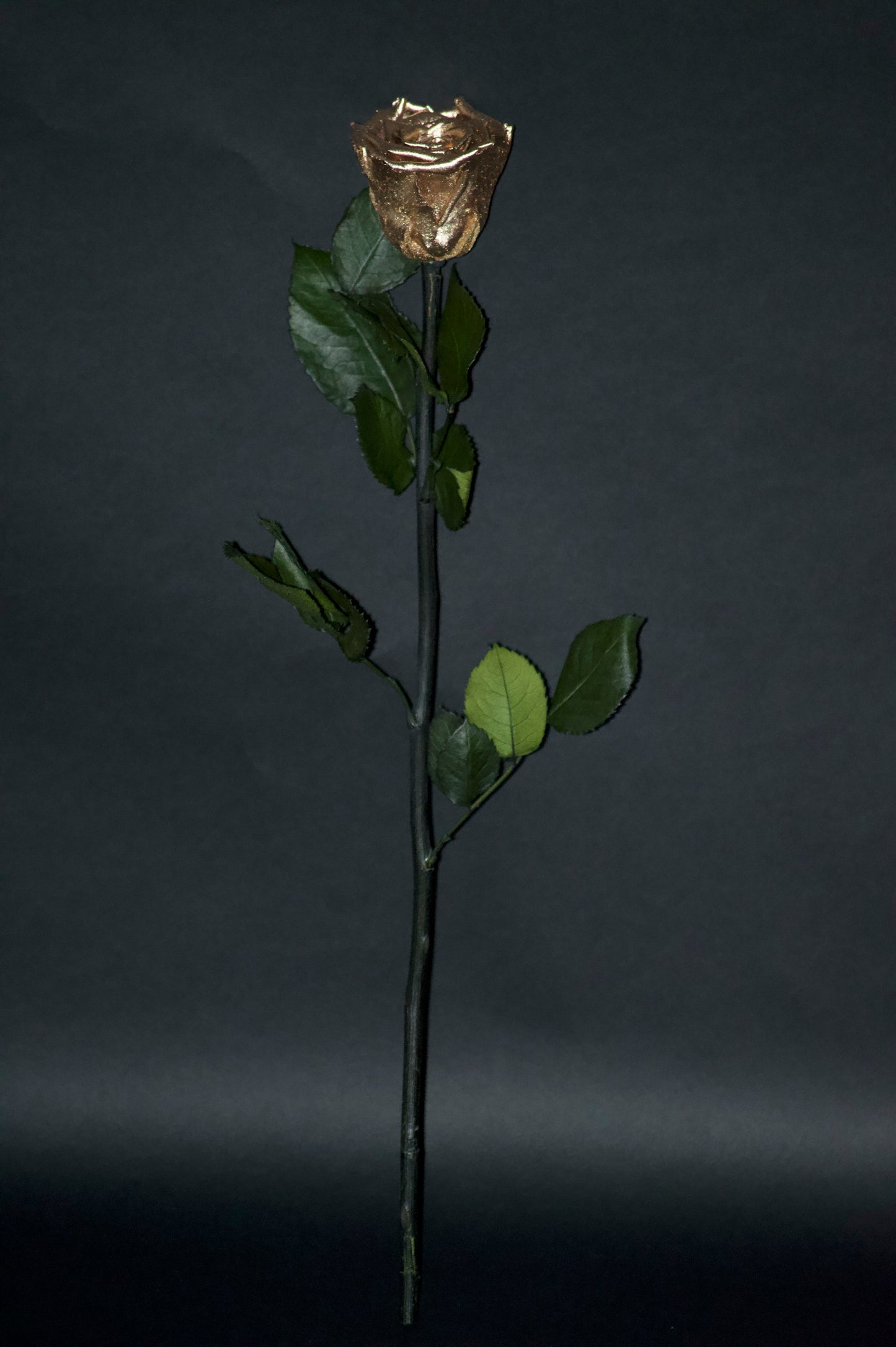 Single Stem Forever Roses